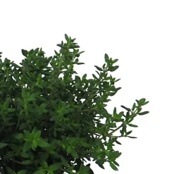 Tomillo compacto (Thymus vulgaris 'Compactus') - Planta aromática