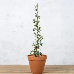 Trachelospermum jasminoides (Jazmín estrellado)