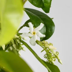Trachelospermum jasminoides (Jazmín estrellado)