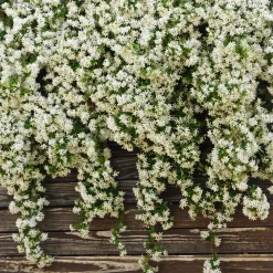 Trachelospermum jasminoides (Jazmín estrellado)