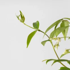 Trachelospermum jasminoides (Jazmín estrellado)