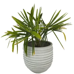 Trachycarpus fortunei (Chamaerops excelsa)