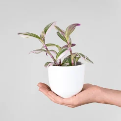 Tradescantia fluminensis 'Nanouk Lilac' Mini