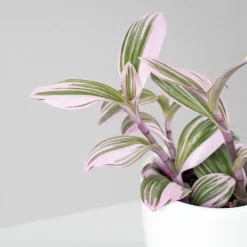 Tradescantia fluminensis 'Nanouk Lilac' Mini