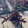 Tradescantia pallida purpurea