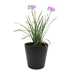 Tulbaghia violacea