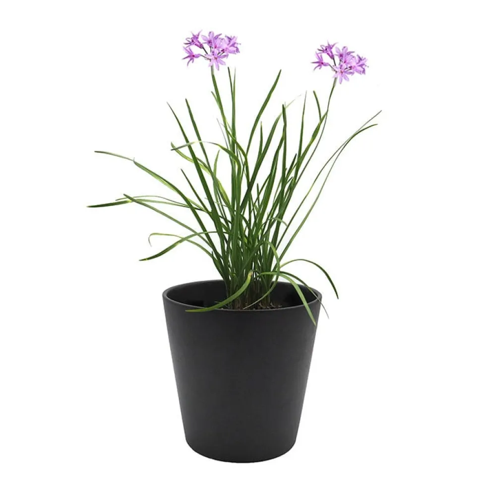 Tulbaghia violacea