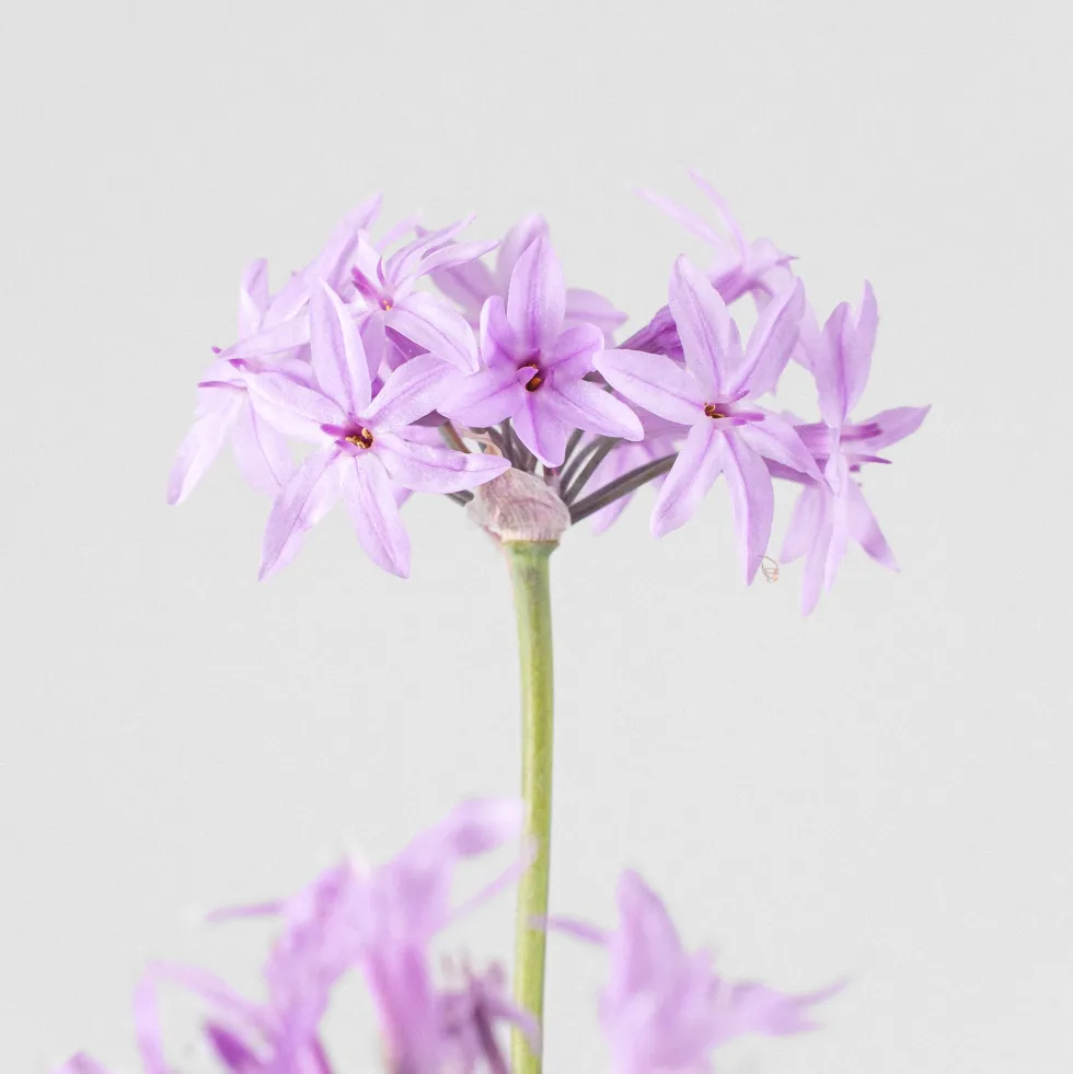 Tulbaghia violacea