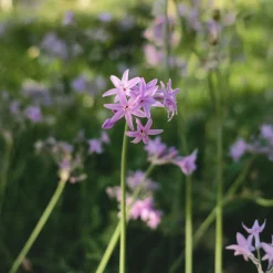 Tulbaghia violacea