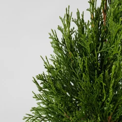 Tuya Occidental - Thuja occidentalis 'Emerald Green'