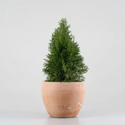 Tuya Occidental - Thuja occidentalis 'Emerald Green'