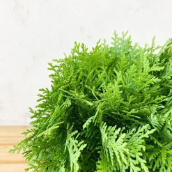 Tuya Occidental - Thuja occidentalis 'Danica'
