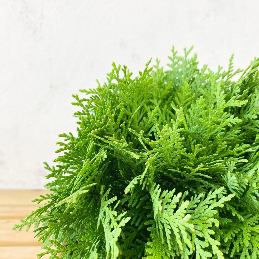 Tuya Occidental - Thuja occidentalis 'Danica'