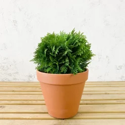 Tuya Occidental - Thuja occidentalis 'Danica'