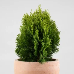 Tuya Oriental - Thuja orientalis 'Aurea Nana'