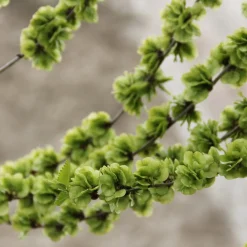 Ulmus minor