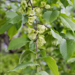 Ulmus minor