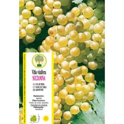 Uva blanca 'Thompson Seedless' (Vitis vinifera)