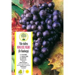 Uva negra 'Moscatel Hamburgo' (Vitis vinifera)