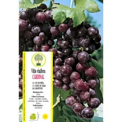 Uva roja 'Garnacha' (Vitis vinifera)