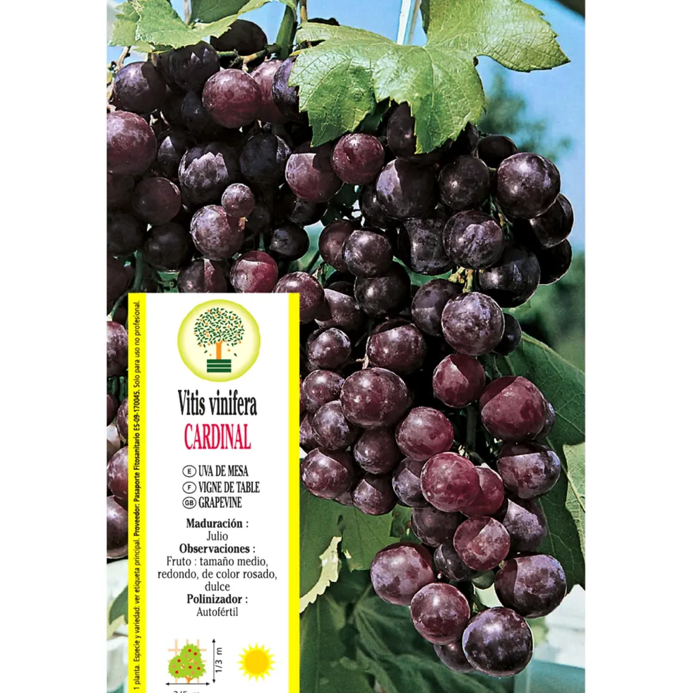 Uva roja 'Garnacha' (Vitis vinifera)