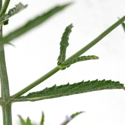 Verbena bonariensis