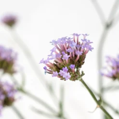 Verbena bonariensis