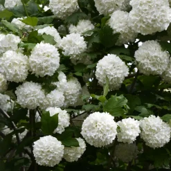 Viburnum opulus 'Roseum' (Bola de Nieve, Mundillo)