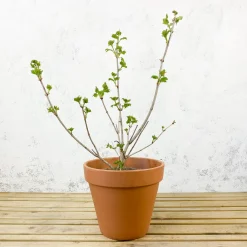 Viburnum opulus 'Roseum' (Bola de Nieve, Mundillo)