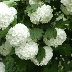 Viburnum opulus 'Roseum' (Bola de Nieve, Mundillo)