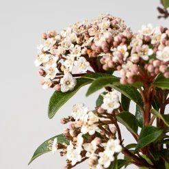 Viburnum tinus (Durillo Común)