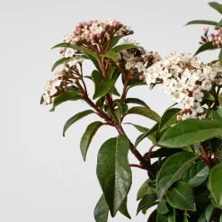 Viburnum tinus (Durillo Común)
