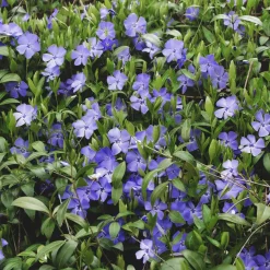 Vinca minor