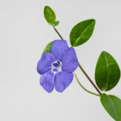 Vinca minor