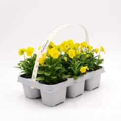 Viola cornuta'Twix Yellow' - Pensamiento mini