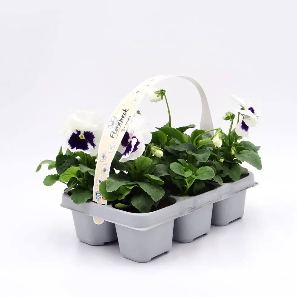 Viola × wittrockiana 'White Blotch' - Pensamiento