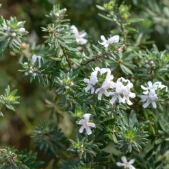 Westringia fruticosa (Romero Marino)