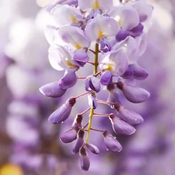 Wisteria sinensis azul (Glicinia)