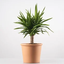 Yucca Elegans