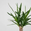 Yucca gigantea