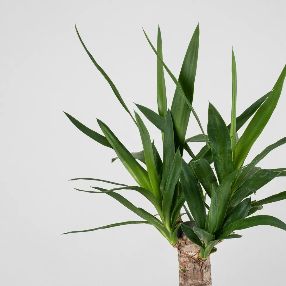 Yucca gigantea