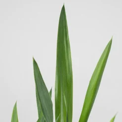 Yucca gigantea