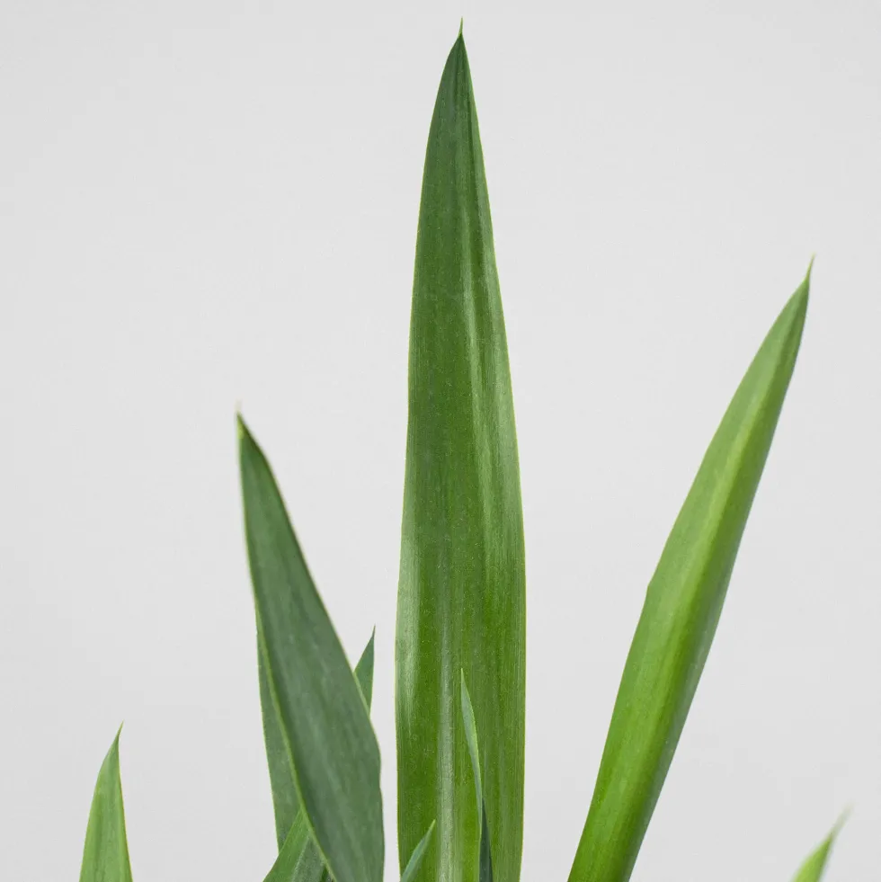 Yucca gigantea