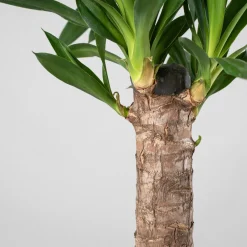 Yucca gigantea