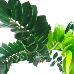 Zamioculcas zamiifolia