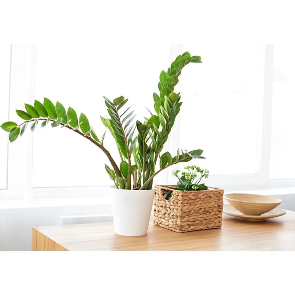 Zamioculcas zamiifolia