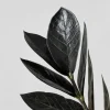 Zamioculcas zamiifolia Negra