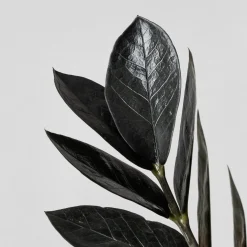 Zamioculcas zamiifolia Negra