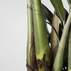 Zamioculcas zamiifolia Negra