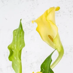 Zantedeschia (Cala de colores)